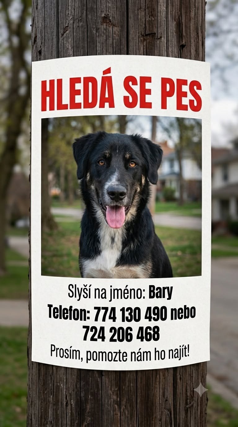 Fotografie příspěvku v galerii: 1