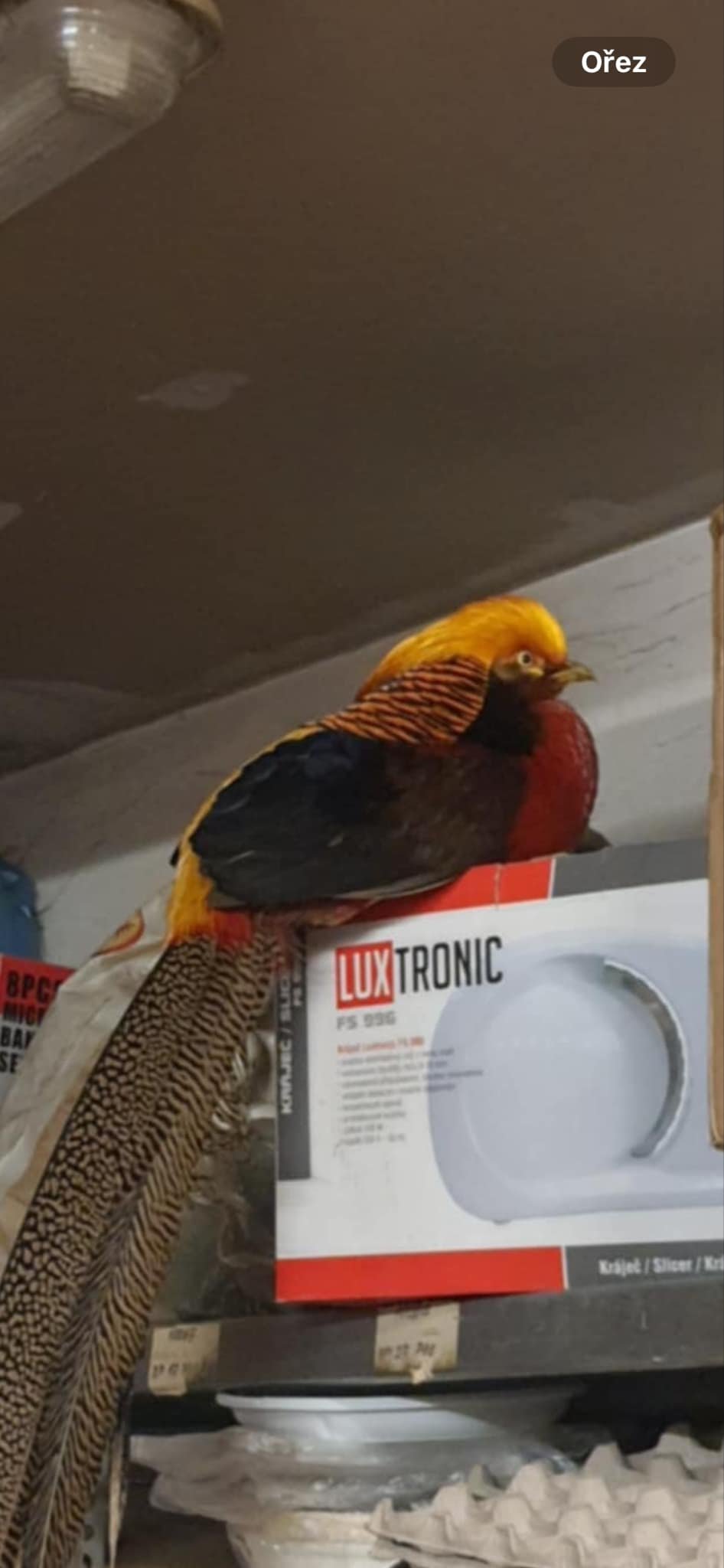 Náhledový obrázek článku: Nález ptáka